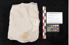 Foto (Objekt + Etikett) von Glyptostrobus europaeus Brongniart (NHMW-GEO-2024-0188-6766)